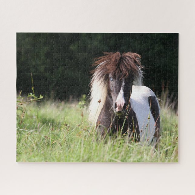 Puzzle Bob Langrish | Stallion De Shetland En Pie (Horizontal)