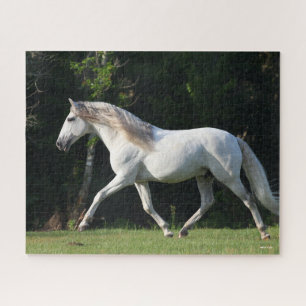 Puzzle Bob Langrish   Stallion Gray Lusitano