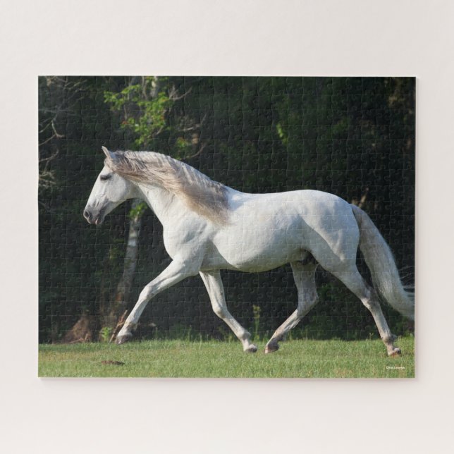 Puzzle Bob Langrish | Stallion Gray Lusitano (Horizontal)