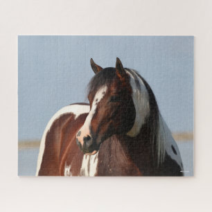 Puzzle Bob Langrish Tobiano Paint Horse Stallion Headshot