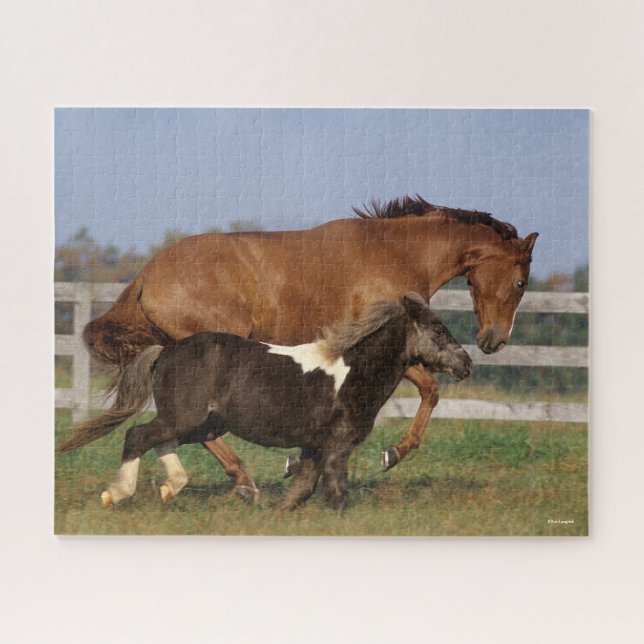 Puzzle Bob Langrish | Toroughbred y Shetland Pony (Horizontal)