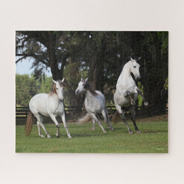 Puzzle Bob Langrish | Tres andaluces grises saltando (Horizontal)