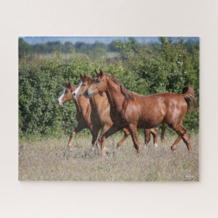 Puzzle Bob Langrish   Tres caballos árabes de castaño j