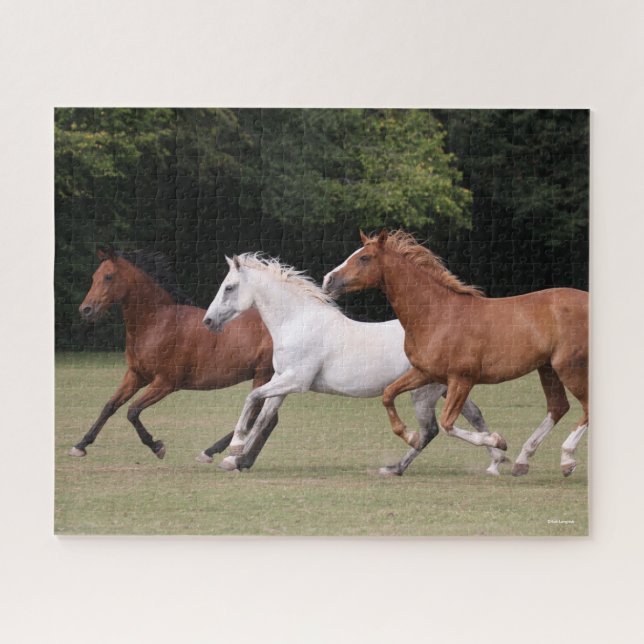 Puzzle Bob Langrish | Tres caballos árabes unidos (Horizontal)