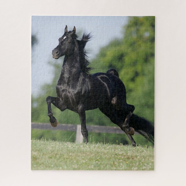 Puzzle Bob Langrish | Trote de caballos Black Morgan (Vertical)