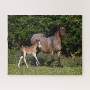 Puzzle Bob Langrish   Welsh Pony Mare y Fotooting Running