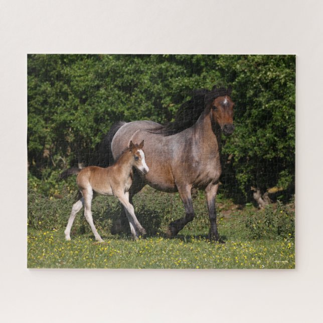 Puzzle Bob Langrish | Welsh Pony Mare y Fotooting Running (Horizontal)