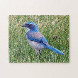 Puzzle Bonito Blue Scrub Jay Bird Photo