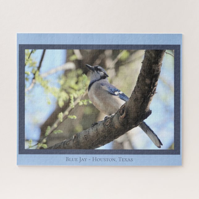 Puzzle Bonito Jay Azul; Bird Lover (Horizontal)
