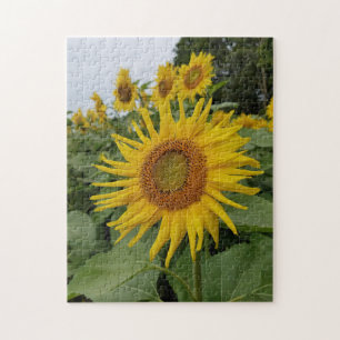 Puzzle Bonitos Sunflower