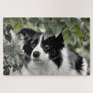Puzzle Border Collie del Bosque 1014 Piezas