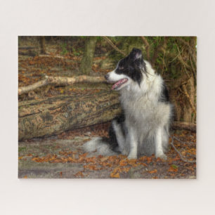 Puzzle Border Collie en el bosque