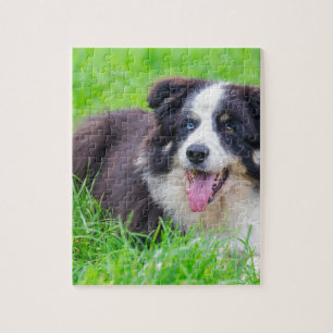 Puzzle Border collie impar del ojo que miente en