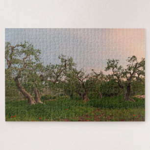 Puzzle Bosque de olivos al atardecer