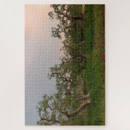 Puzzle Bosque de olivos al atardecer