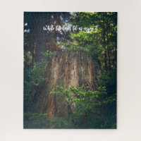 Bosque de verano tranquilo