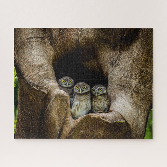 Puzzle Bosques | Tres lechuzas con aspecto (Horizontal)