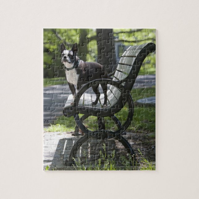 Puzzle Boston Terrier (Vertical)