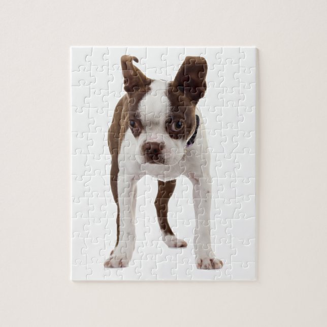 Puzzle Boston Terrier Puppy (Vertical)