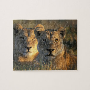 Puzzle Botsuana, Parque Nacional Chobe, Leonas
