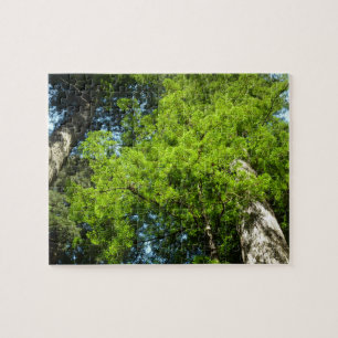 Puzzle Boughes de secuoya en el Parque Nacional Redwood