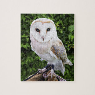 Puzzle Bowl de granero (Tyto Alba) sobre guante