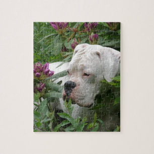 Puzzle Boxeador blanco en Rhodies rosado