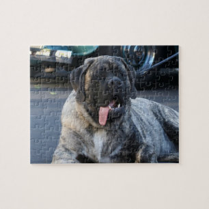 Puzzle Brindle Mastiff Dog