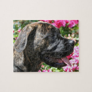 Puzzle Brindle Mastiff Dog