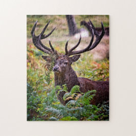 Puzzle Buck en el Parque Richmond - 11x14 - 252 piezas