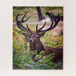 Puzzle Buck en el Parque Richmond - 16x20 - 520 piezas