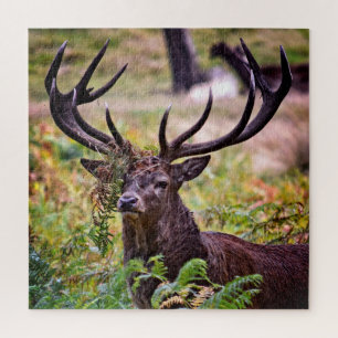 Puzzle Buck en el Parque Richmond - 20x20 - 676 piezas