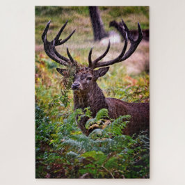 Puzzle Buck en el Parque Richmond - 20x30 - 1014 piezas