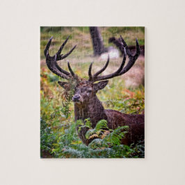 Puzzle Buck en el Parque Richmond - 8x10 - 110 piezas