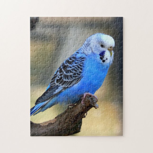 Puzzle Budgie (Vertical)