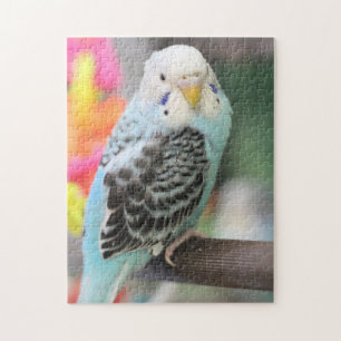Puzzle Budgie
