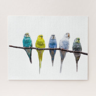Puzzle Budgies