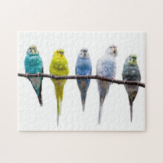 Puzzle Budgies