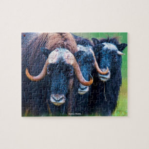 Puzzle Buey almizclero Alaska