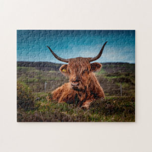 Puzzle Bueyes escoceses.