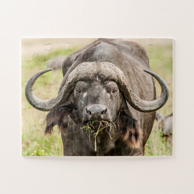 Puzzle Búfalo Grazing (Horizontal)