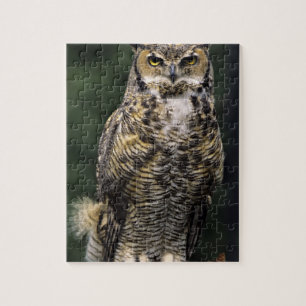 Puzzle Búho Americano (Bubo virginianus), cuerpo completo