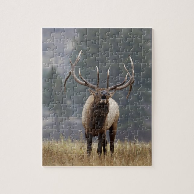 Puzzle Bull Elk bugling, Yellowstone NP, Wyoming 2 (Vertical)