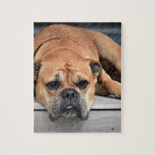 Puzzle Bulldog