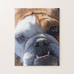 Puzzle Bulldog Adorable