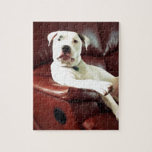 Puzzle bulldog de pozo blanco en el sofá