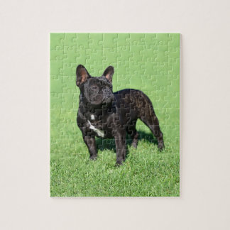 Puzzle Bulldog francés 2