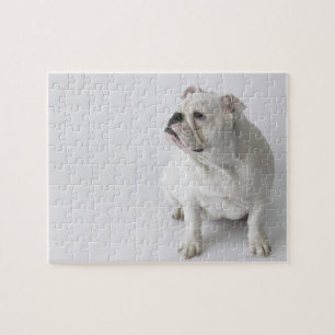 Puzzle Bulldog inglés blanco