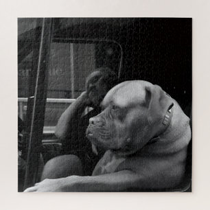 Puzzle Bulldog Mastiff Detrás del Volante Blanco y Negro