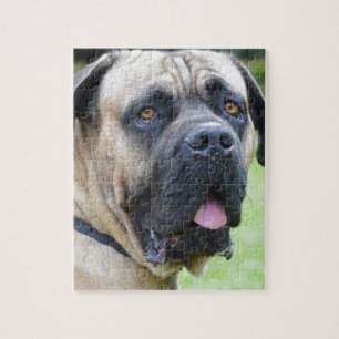 Puzzle Bullmastiff